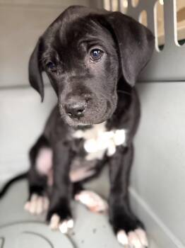Mastiff and Pit Bull Terrier Dogs Available for Adoption - JELLY | PetCurious