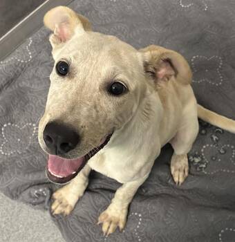 LOGAN -  Labrador Retriever and Mixed Breed Dog for Adoption in Indianapolis, Indiana - LOGAN | PetCurious