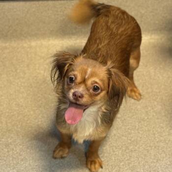 Emily 22787 -  Chihuahua and Mixed Breed Dog for Adoption in Cumming, Georgia - Emily 22787 | PetCurious