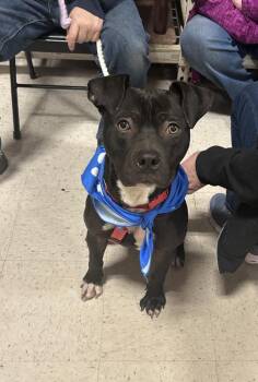 American Staffordshire Terrier and Pit Bull Terrier Dogs Available for Adoption in Willingboro, New Jersey - Leah | PetCurious