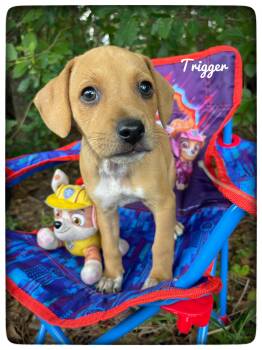 Labrador Retriever Dogs Available for Adoption in Sebring, Florida - Trigger | PetCurious