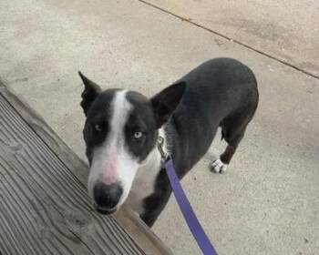 Siberian Husky and Bull Terrier Dogs Available for Adoption - Riley | PetCurious