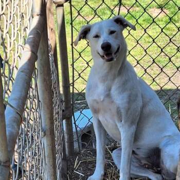 Labrador Retriever and Mixed Breed Dogs Available for Adoption in Boaz, Alabama - Helen | PetCurious