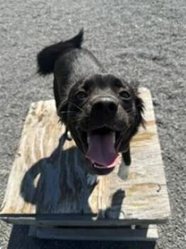 Noel -  Spaniel and Border Collie Dog for Adoption in Oakland, Maryland - Noel | PetCurious