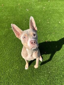 Mixed Breed Dogs Available for Adoption - OPHELIA | PetCurious