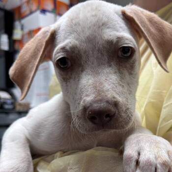 Leadville -  Mixed Breed and Pit Bull Terrier Dog for Adoption in Salt Lake City, Utah - Leadville | PetCurious