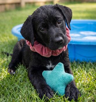 Tessa -  Black Labrador Retriever Dog for Adoption in Crown Point, Indiana - Tessa | PetCurious