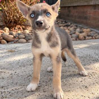Chica -  Mixed Breed and Husky Dog for Adoption in Lathrop, California - Chica | PetCurious