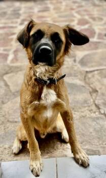 Pancho -  Golden Retriever and Shepherd Dog for Adoption in Escondido, California - Pancho | PetCurious