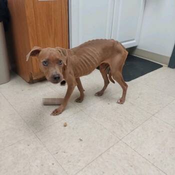 Stella -  Mixed Breed Dog for Adoption in Ashtabula, Ohio - Stella | PetCurious