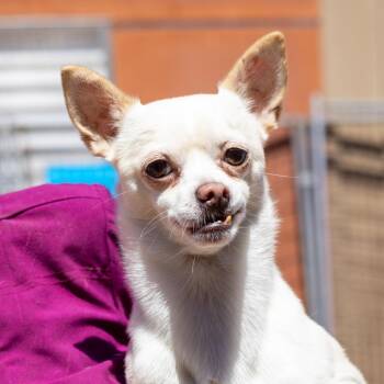 Mario -  Chihuahua Dog for Adoption in Redwood Valley, California - Mario | PetCurious