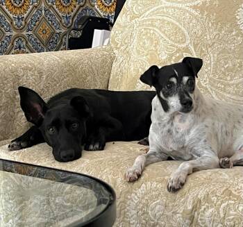 Rescue Hound Dogs for Adoption in Winchester, Virginia - Monroe | PetCurious