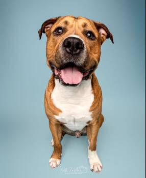 Rescue American Staffordshire Terrier Dogs for Adoption - Jethro | PetCurious