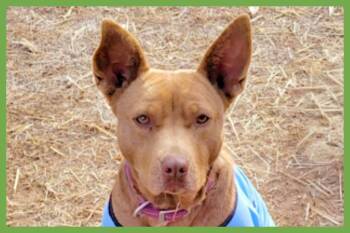 Pharaoh Hound and Pit Bull Terrier Dogs Available for Adoption in Amherst, Massachusetts - Piper | PetCurious