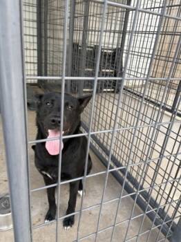 Rescue Mixed Breed Dogs for Adoption in Houston, Texas - Amar | PetCurious