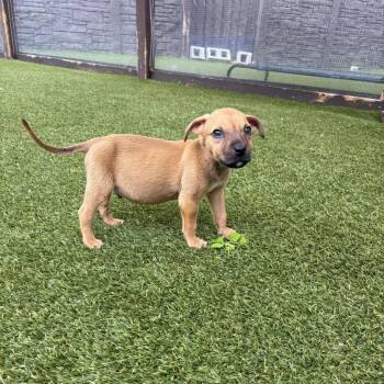 Mixed Breed Dogs Available for Adoption in Loxahatchee Groves, Florida - Blissy 8074 | PetCurious