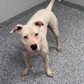 Dumbledore -  American Staffordshire Terrier Dog for Adoption in Greenville, South Carolina - Dumbledore | PetCurious
