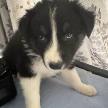 Mixed Breed Dogs Available for Adoption - Slinky | PetCurious