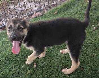 Shepherd and Mixed Breed Dogs Available for Adoption - Heidi | PetCurious