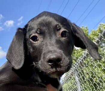 Devin -  Black Labrador Retriever Dog for Adoption in Glasgow, Kentucky - Devin | PetCurious