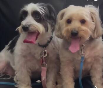 Otis & Millie - Bonded Pair -  Havanese Dog for Adoption in Blue Springs, Missouri - Otis & Millie - Bonded Pair | PetCurious