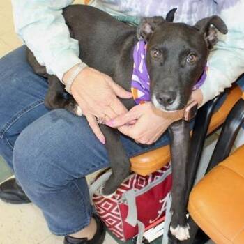 Paxton -  Labrador Retriever and Mixed Breed Dog for Adoption in Birmingham, Alabama - Paxton | PetCurious