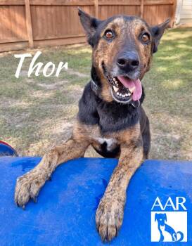 Shepherd Dogs Available for Adoption in Magnolia, Texas - Thor | PetCurious