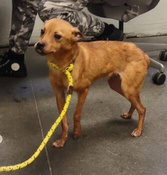 FRANKIE -  Chihuahua and Mixed Breed Dog for Adoption in Santa Cruz, California - FRANKIE | PetCurious