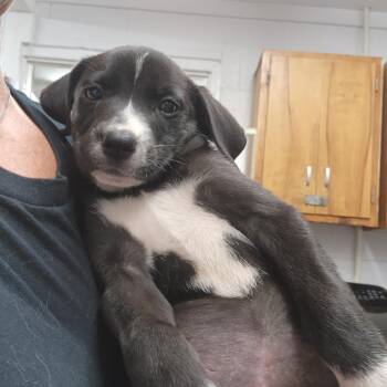 Louisa -  Mixed Breed Dog for Adoption in Evensville, Tennessee - Louisa | PetCurious