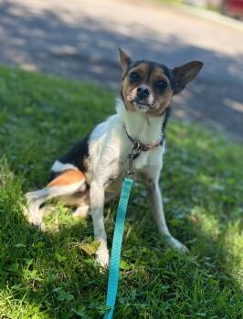 Pretzel -  Chihuahua and Jack Russell Terrier Dog for Adoption in West Falls, New York - Pretzel | PetCurious