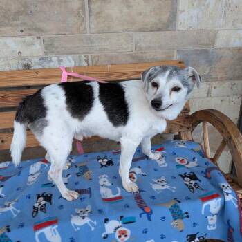 Danyon -  Jack Russell Terrier Dog for Adoption in Chico, California - Danyon | PetCurious