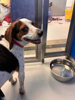 Tucker -  Beagle Dog for Adoption in New Kensington, Pennsylvania - Tucker | PetCurious
