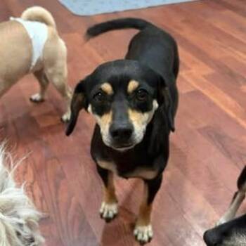 Kira -  Terrier and Mixed Breed Dog for Adoption in Alma, Wisconsin - Kira | PetCurious