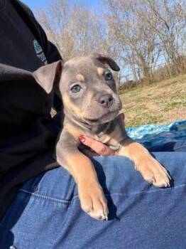 Mixed Breed Dogs Available for Adoption - Elowyn  | PetCurious