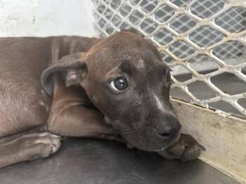 Jupiter - URGENT -  Pit Bull Terrier Dog for Adoption in Thousand Oaks, California - Jupiter - URGENT | PetCurious
