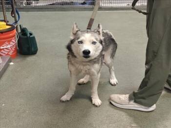 A176578 -  Mixed Breed Dog for Adoption in Santa Fe, New Mexico - A176578 | PetCurious