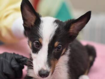 Ted -  Shetland Sheepdog Sheltie and Terrier Dog for Adoption in Portland, Oregon - Ted | PetCurious