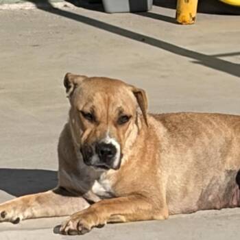 Freya -  American Staffordshire Terrier and Bull Terrier Dog Available for Adoption in Corona, California - Freya | PetCurious