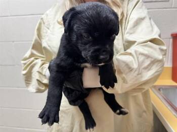 MONICA GELLER -  Black Mouth Cur and Mixed Breed Dog for Adoption in Colorado Springs, Colorado - MONICA GELLER | PetCurious