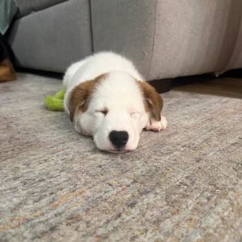 Border Collie and Chihuahua Dogs Available for Adoption - Cereal | PetCurious