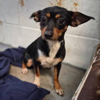 Twyla -  Chihuahua Dog for Adoption in Wahiawa, Hawaii - Twyla | PetCurious