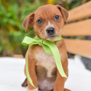 Mixed Breed Dogs Available for Adoption in Kailua-kona, Hawaii - Jackfruit | PetCurious