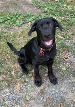 Rescue Black Labrador Retriever and German Shepherd Dog Dogs for Adoption in Amissville, Virginia - Winnipeg Courtesy Post Not At RAWL | PetCurious
