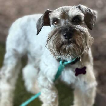 Schnauzer Dogs Available for Adoption in Phoenix, Arizona - Shotsie | PetCurious