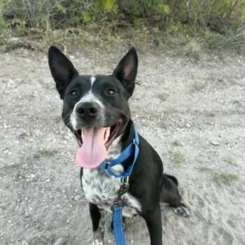 Jinx -  Australian Cattle Dog Blue Heeler Dog for Adoption in Cleveland, Texas - Jinx | PetCurious