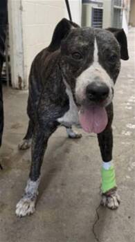 CORAL -  Pit Bull Terrier Dog for Adoption in San Bernardino, California - CORAL | PetCurious