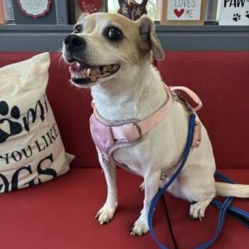 Terrier Dogs Available for Adoption - Lucee | PetCurious