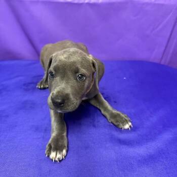 Trixie -  Pit Bull Terrier and Mixed Breed Dog for Adoption in North Myrtle Beach, South Carolina - Trixie | PetCurious