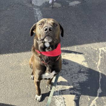 American Staffordshire Terrier and Akita Dogs Available for Adoption - Prancer | PetCurious