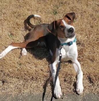Foxhound Dogs Available for Adoption in Washington, District Of Columbia - Brio (aka Fletcher) | PetCurious